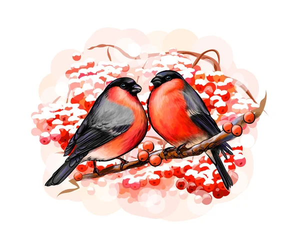 A pair of beautiful winter birds bullfinches on white background, hand drawn sketch — Stock Vector