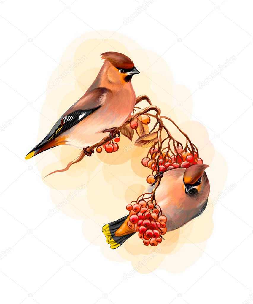 A pair of beautiful winter birds Waxwing bird sitting on a branch on white background, hand drawn sketch