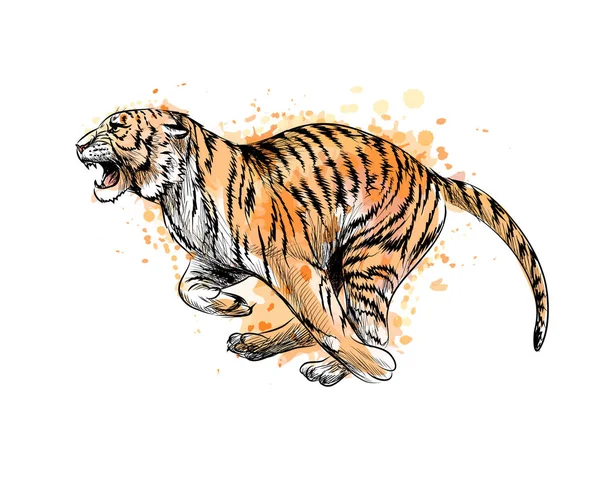 Tiger running from a splash of watercolor, hand drawn sketch — Stock Vector