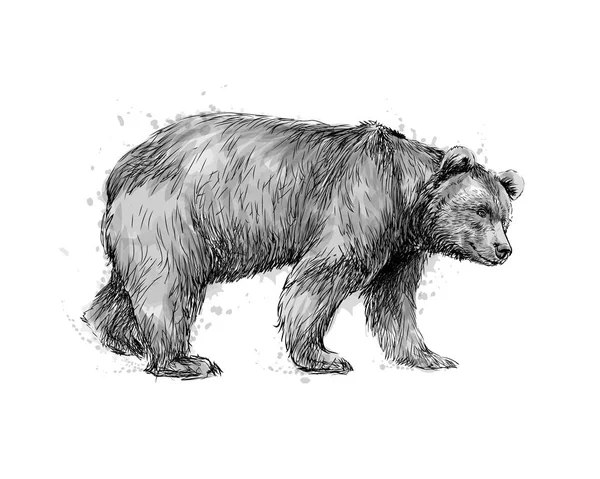 Retrato de un oso pardo sobre fondo blanco — Archivo Imágenes Vectoriales