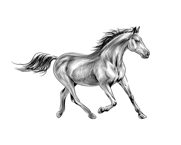 Galop de course de chevaux sur fond blanc. Dessin à la main — Image vectorielle