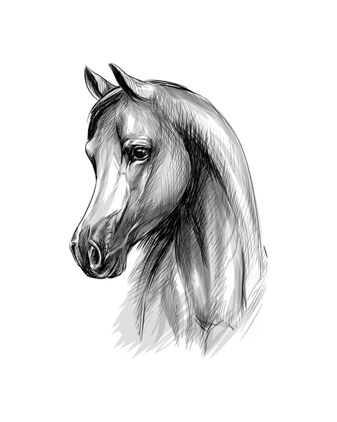 Portrait de tête de cheval sur fond blanc. Dessin à la main — Image vectorielle