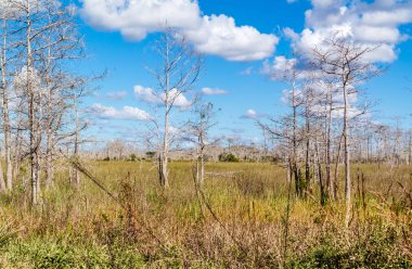 Çim ve döngü Road büyük servi National Reserve, Everglades, Florida ölü ağaçlar ile bataklık