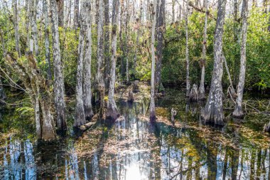 Cypress bataklık büyük servi National Reserve, Everglades, Florida döngü Road