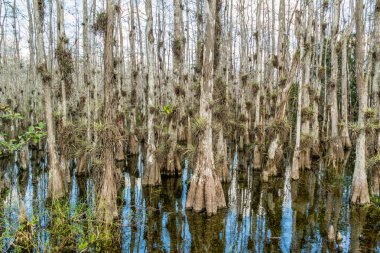 Cypress bataklık büyük servi National Reserve, Everglades, Florida döngü Road