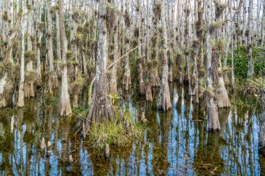 Gölet selvi ağaçları döngü Road büyük servi Milli korunağı, Everglades, Florida, ABD ile bataklık