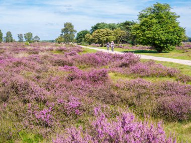 Aktif insanlar binicilik bisiklet Hilversum, fırlatıyorsun, Hollanda yakınındaki Güney Heath üzerinde mor çiçek açan heather ile yolu üzerinde