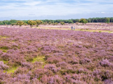 İnsanlar binicilik bisiklet yolu ve çiçek doğa rezerv Hilversum, fırlatıyorsun, Hollanda yakınındaki Zuiderheide mor heather Panoraması
