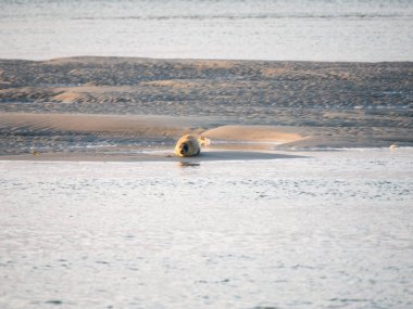 Ortak mühür Wadden Denizi gelgit düzlükler üzerinde dinlenme yakın: Terschelling, Hollanda