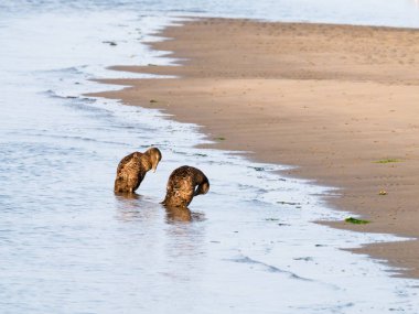 Ortak eider ördekler, Somateria mollissima, eclipse tüyleri Waddensea, Hollanda kum banka üzerinde dinlenme