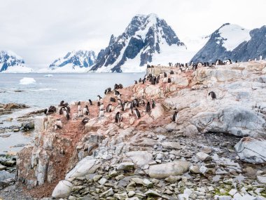 Chicks and adult Adelie penguins, Pygoscelis adeliae, on Petermann Island and Mount Scott on Kiev Peninsula, Antarctic Peninsula, Antarctica clipart