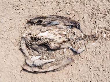 Ölü kuş, karabatak Phalacrocorax carbo, kum Beach, Hollanda üzerinde vücut