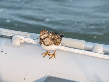 Sandal teknede Wadden Denizi, Hollanda dinlenme Juvenil kırmızı turnstone, Arenaria interpres,