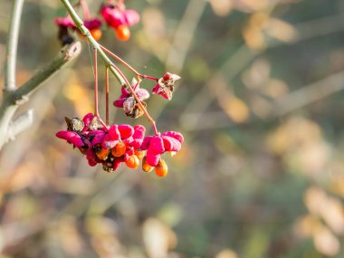Avrupa spindletree, Güz, Hollanda Euonymus europaeus meyvelerini renkli demet