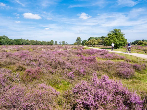 People riding bicycle on path through purple flowered heather on South Heath near Hilversum, Gooi, Netherlands