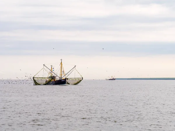 Креветки Крейсери Риболовлю Ваттового Море Нідерланди — стокове фото