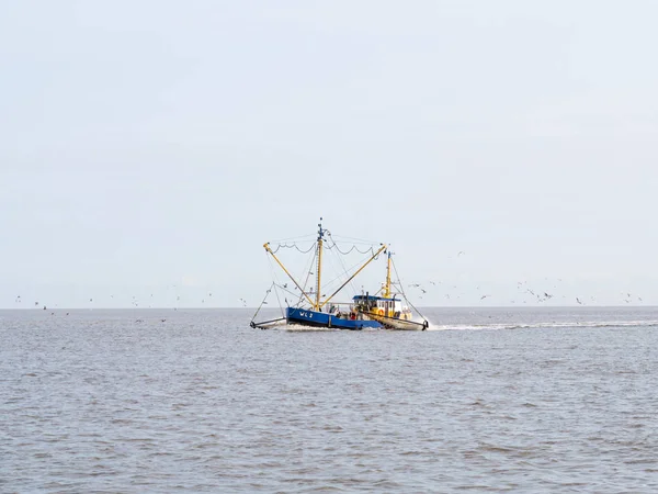 Shrimp Trawler Fishing Wadden Sea Netherlands — Stock Photo, Image