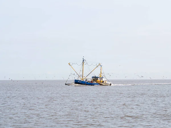 Chalutier Crevettes Pêchant Sur Mer Des Wadden Pays Bas — Photo