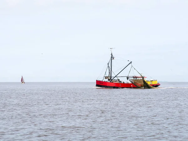 Karides balıkçı teknesine balıkçılık Wadden Denizi, Hollanda