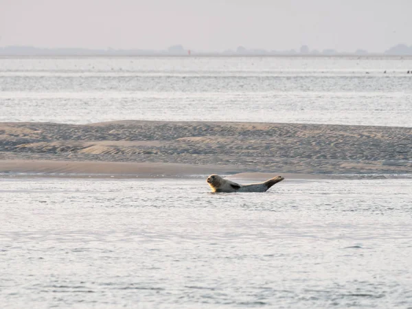 Phoque Commun Reposant Sur Les Marais Mer Des Wadden Près — Photo