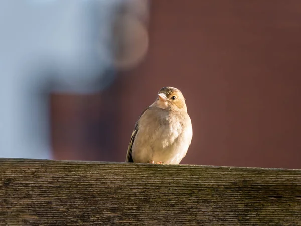 Adulto Fêmea Comum Chaffinch Coelebs Fringilla Empoleirado Viga Madeira Sol — Fotografia de Stock