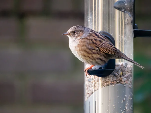 Dunnock Adulto Prunella Modularis Sentado Olhando Antes Comer Alimentador Pássaros — Fotografia de Stock