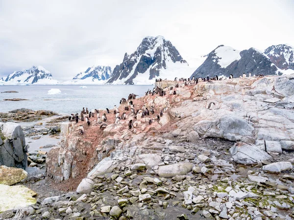 Pinguins Pinguins Adultos Adelie Pygoscelis Adeliae Shags Antárticos Ilha Petermann — Fotografia de Stock