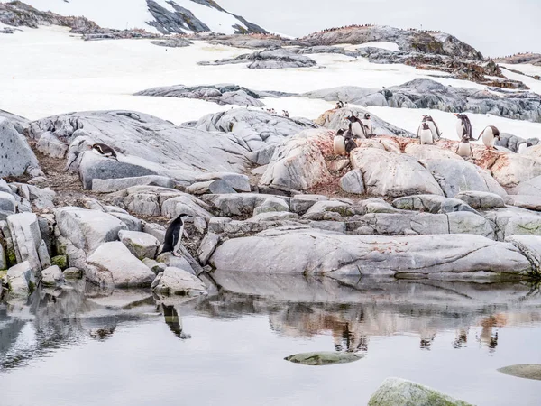 Ein Kinnriemen Und Eine Gruppe Gentoo Pinguine Auf Felsen Wassernähe — Stockfoto