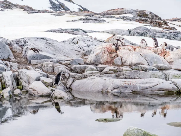 Bir Miğfer Grup Gentoo Penguenleri Antarktika Yarımadası Antarktika Yakınındaki Petermann — Stok fotoğraf