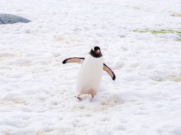 Gentoo Пінгвін Антарктичні Пінгвіни Папуа Ходьба Снігу Острови Антарктичного Півострова — стокове фото