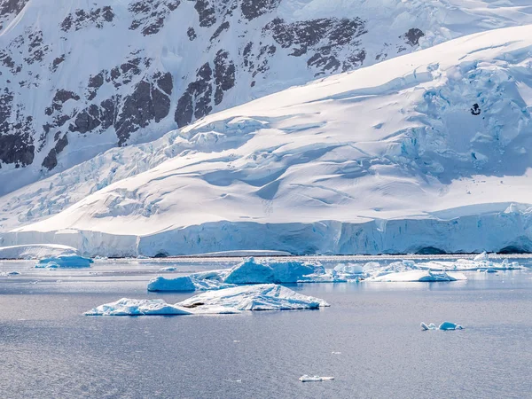 Sellos Témpano Hielo Flotando Bahía Andvord Cerca Del Puerto Neko — Foto de Stock