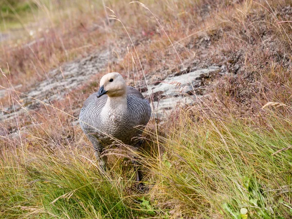 Weibliche Hochland Oder Magellangans Chloephaga Picta Gras Nationalpark Feuerland Patagonien — Stockfoto