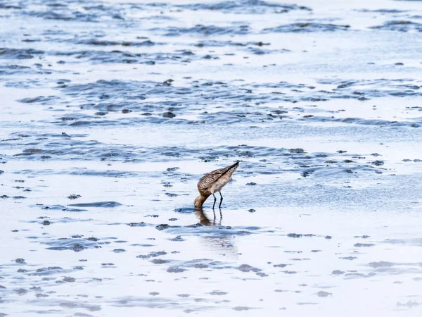 Adult Bar Tailed Godwit Limosa Lapponica Feeding Mud Flat Low — Foto de Stock