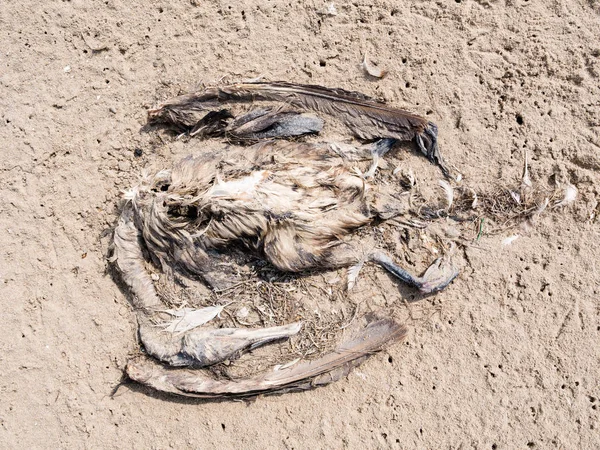 Corps Oiseau Mort Cormoran Phalacrocorax Carbo Sur Sable Plage Pays — Photo