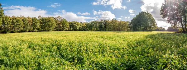 Campo Floración Rábano Aceite Raphanus Sativus Var Oleiformis Para Estiércol — Foto de Stock