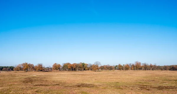 Panorama Torkat Upp Poolen Och Rad Träd Hösten Naturreservatet Laarder — Stockfoto