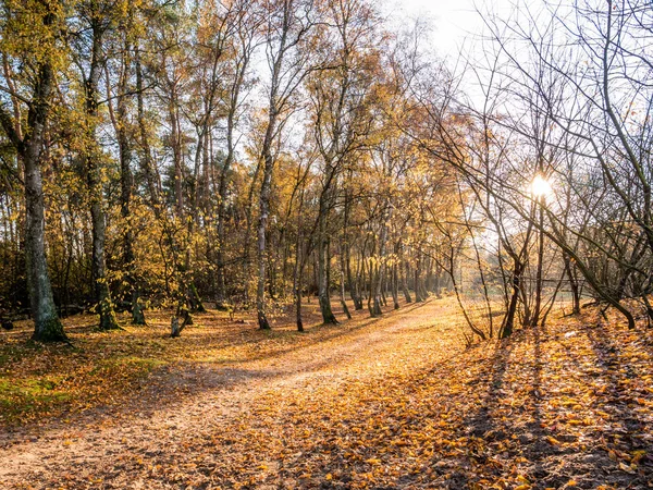 太阳在有落叶的人行道上的树上闪耀 荷兰希尔维苏姆自然保护区 — 图库照片