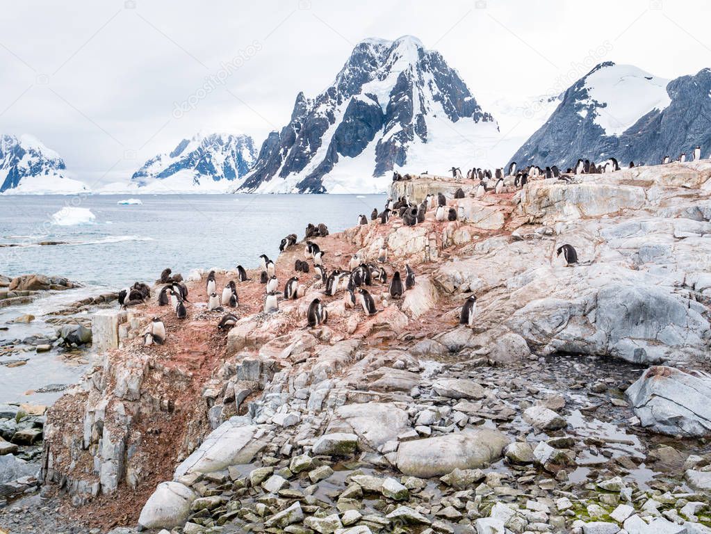 Chicks and adult Adelie penguins, Pygoscelis adeliae, on Petermann Island and Mount Scott on Kiev Peninsula, Antarctic Peninsula, Antarctica