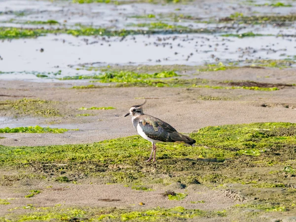 Retrato Lapwing Septentrional Vanellus Vanellus Pie Sobre Humedal Durante Marea —  Fotos de Stock