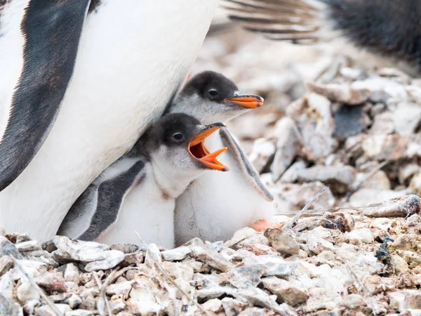 Gentoo Пінгвін Антарктичні Пінгвіни Папуа Чик Просити Їжу Кричати Відкритим — стокове фото