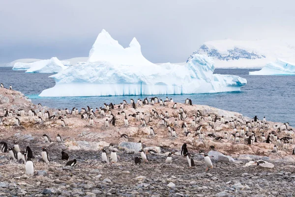 Colônia Reprodução Pinguins Gentoo Pygoscelis Papua Ilha Cuverville Icebergs Deriva — Fotografia de Stock