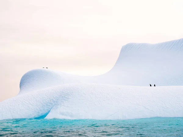 Pingüinos Chinstrap Laderas Iceberg Cerca Isla Spert Noroeste Península Antártica — Foto de Stock