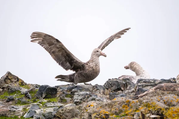 Männlicher Südlicher Riesensturmvogel Macronectes Giganteus Landung Auf Nest Brütender Weibchen — Stockfoto