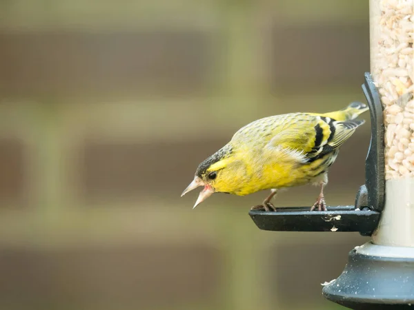 Adult Male Eurasian Siskin Spinus Spinus Sitting Bird Feeder Garden — Stock Photo, Image