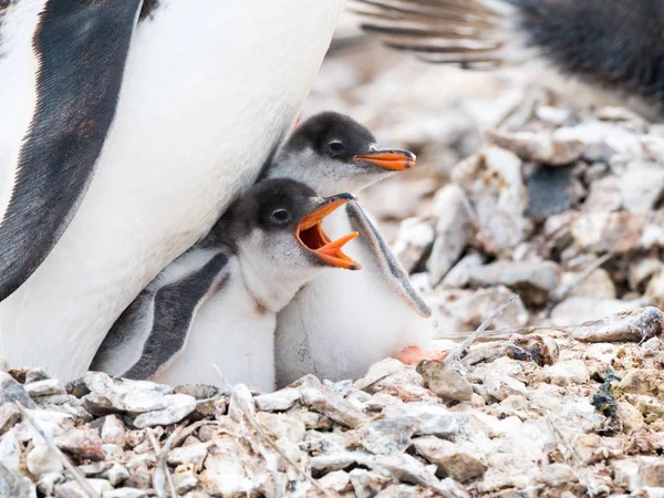 Gentoo Penguin Pygoscelis Papua Chick Begging Food Screaming Open Beak Stock Photo