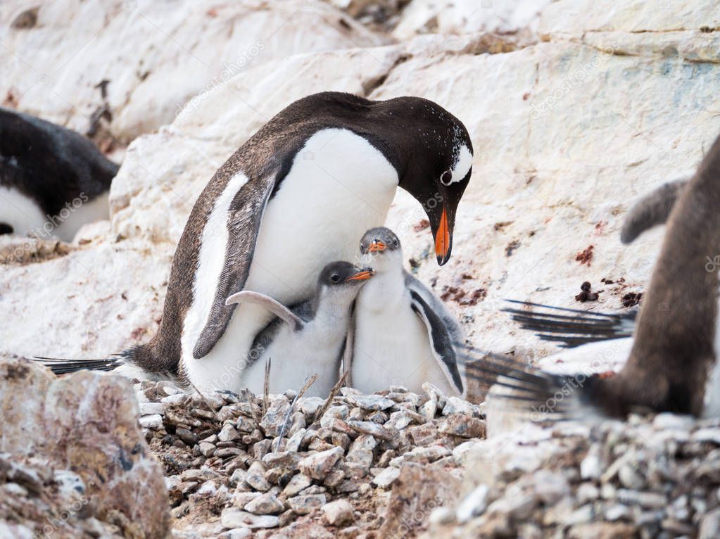 Gentoo penguin, Pygoscelis papua, mother with two chicks in colony on rocks on Cuverville Island, west coast of Antarctic Peninsula, Antarctica