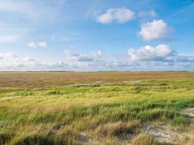 Tuz bataklıkları kum ile kanepe ve marram çim ve deniz lavanta doğa rezerv Boschplaat Frizce ada Terschelling, Hollanda