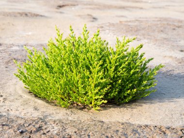 Common glasswort plant, Salicornia europaea, growing in sand of tidal flats at low tide of Wadden Sea in nature reserve Boschplaat on Terschelling, Netherlands clipart
