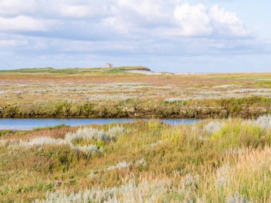 Akış ve deniz lavanta doğada ile tuzu bataklıklar Boschplaat Frizce ada Terschelling, Hollanda rezerv