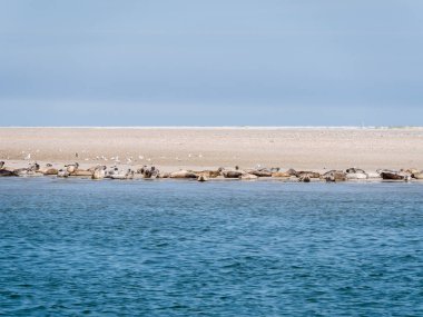 Kum gri ve ortak mühürler üzerinde daireler Rif gelgit Denizi Waddensea, Hollanda